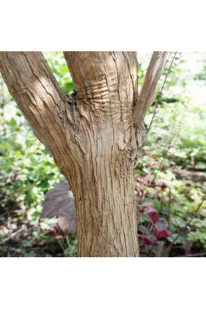 Осінній бузок кора